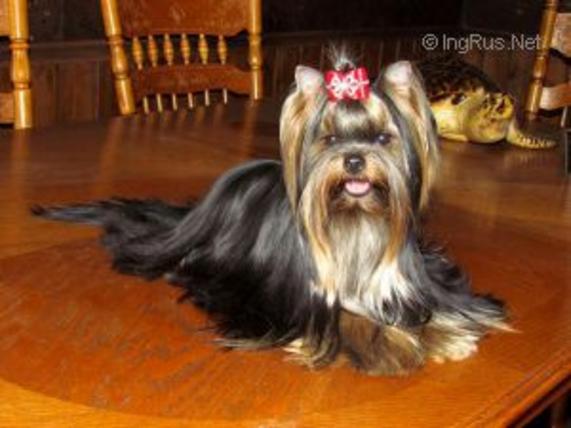  ZVEZDA ALBIONA UITNI H'YUSTON &mdash; Labaza DogPedigree YorkshireTerrier